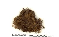 藏品(絨蘚)的圖片